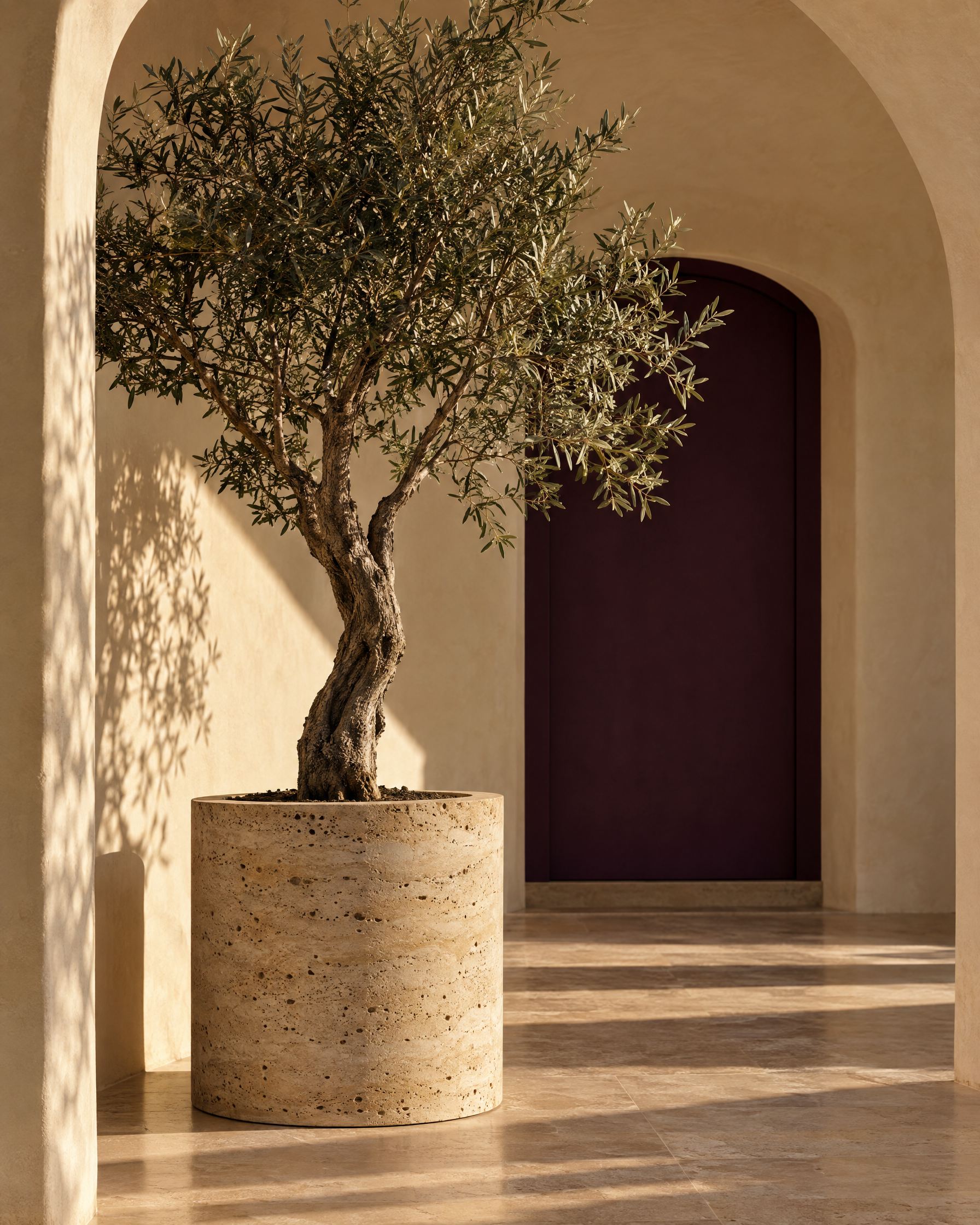 Olive tree in a sunlit archway